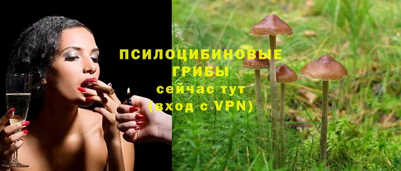 kraken   наркота  Зеленогорск  Галлюциногенные грибы Psilocybe 